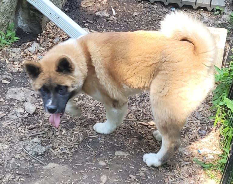 Geena, an Akita tested with EmbarkVet.com