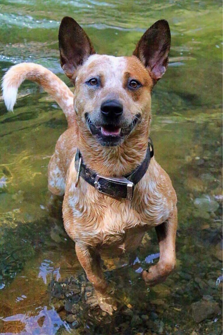 Frost, an Australian Cattle Dog tested with EmbarkVet.com