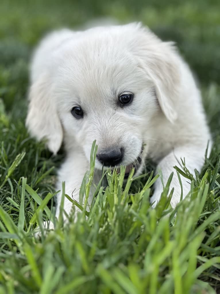 RIGGINS, a Golden Retriever tested with EmbarkVet.com