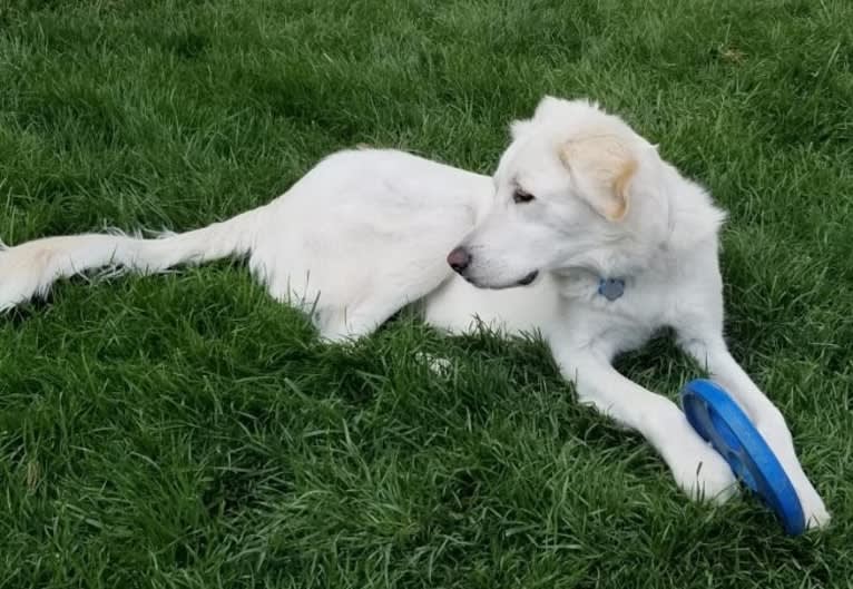 Sebastian, a Great Pyrenees and Great Dane mix tested with EmbarkVet.com