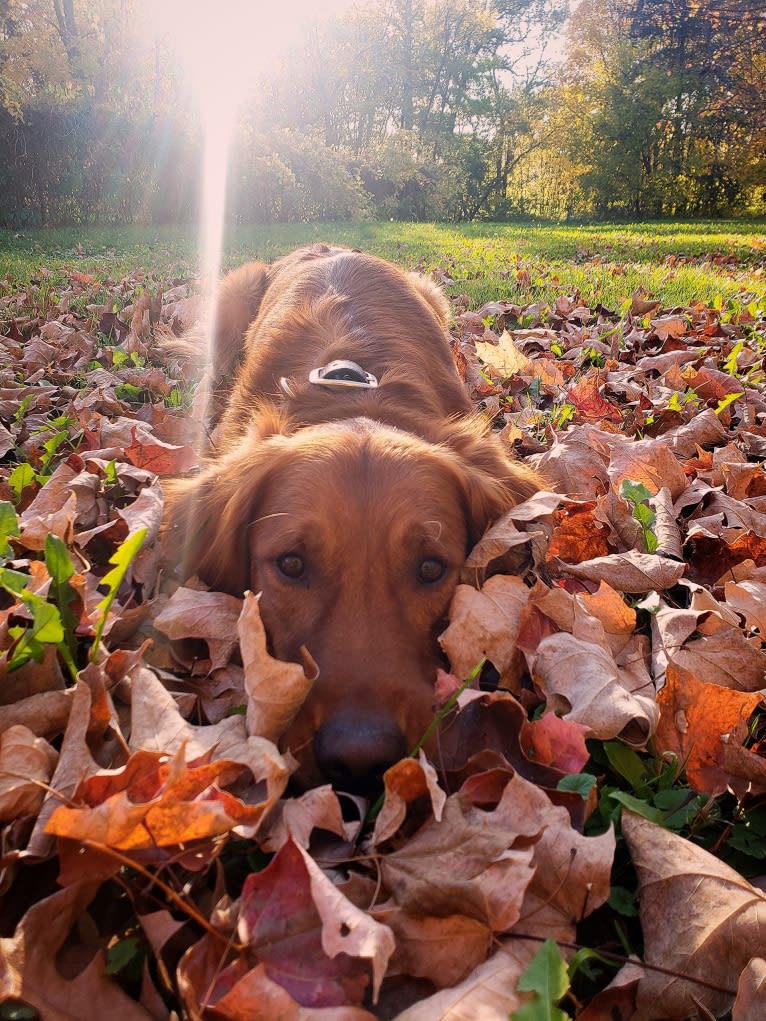 Eclipse, a Golden Retriever tested with EmbarkVet.com