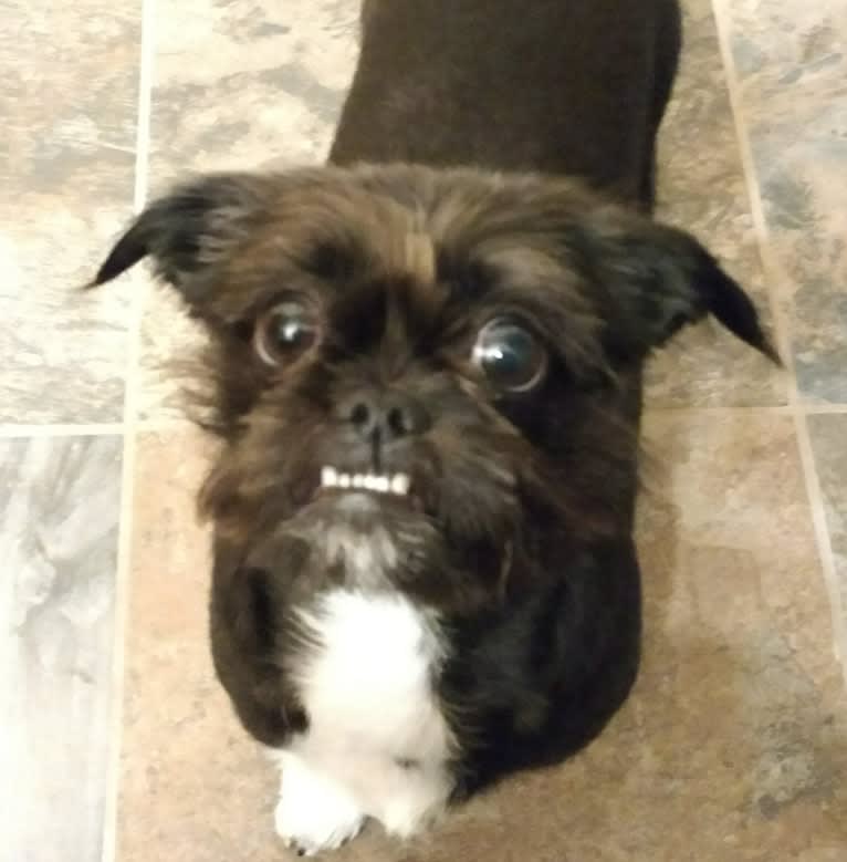 Polka Dot, a Shih Tzu and Chihuahua mix tested with EmbarkVet.com