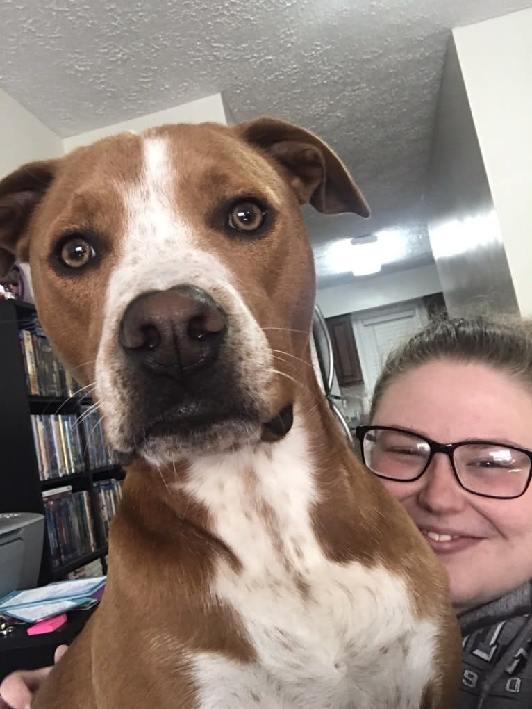 Oscar, an American Pit Bull Terrier and Dachshund mix tested with EmbarkVet.com