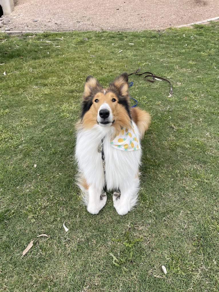 Greer, a Collie tested with EmbarkVet.com