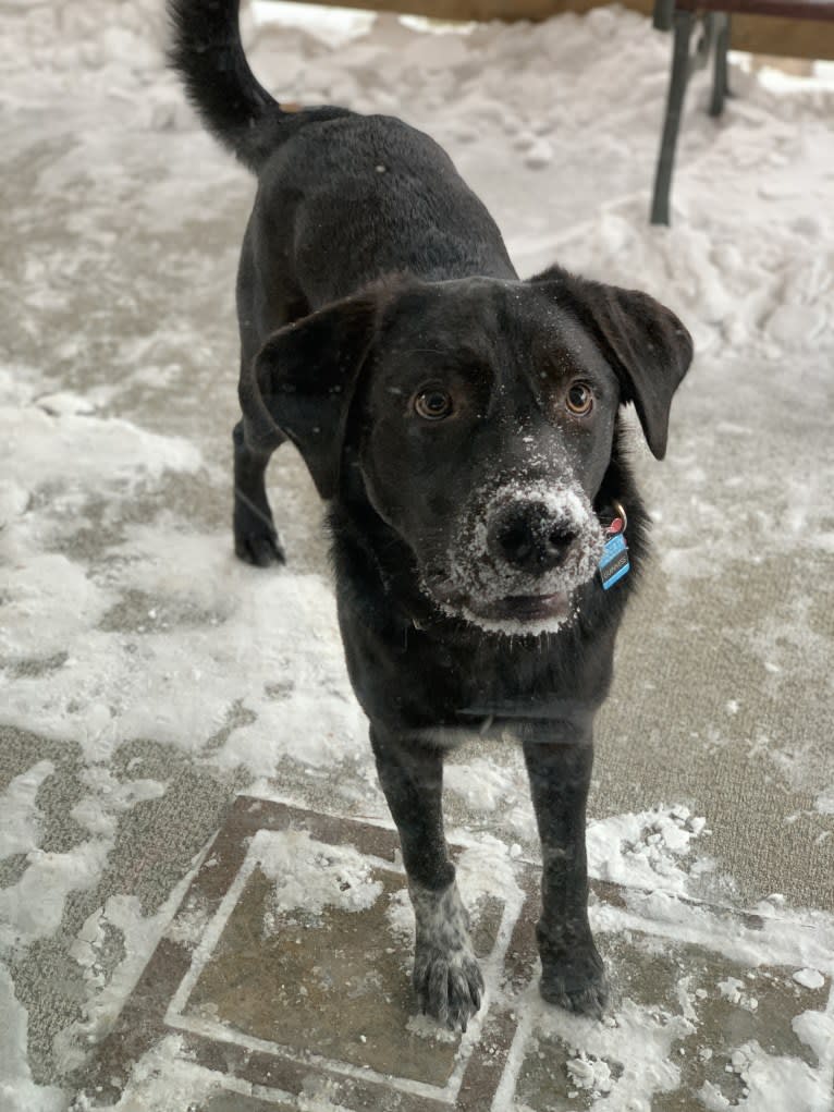 Guinness, a Labrador Retriever and Australian Cattle Dog mix tested with EmbarkVet.com