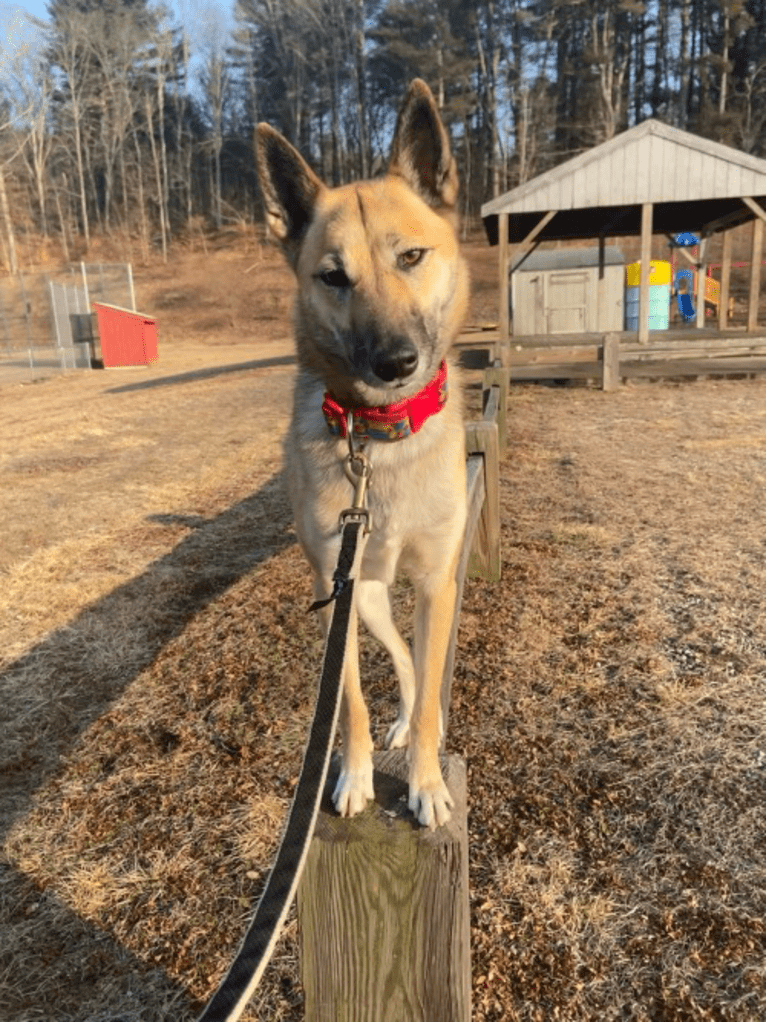 Raven, a West Siberian Laika tested with EmbarkVet.com