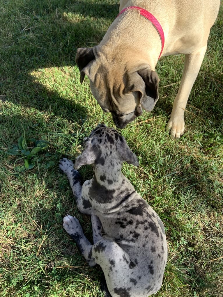 Cali, a Perro de Presa Canario tested with EmbarkVet.com