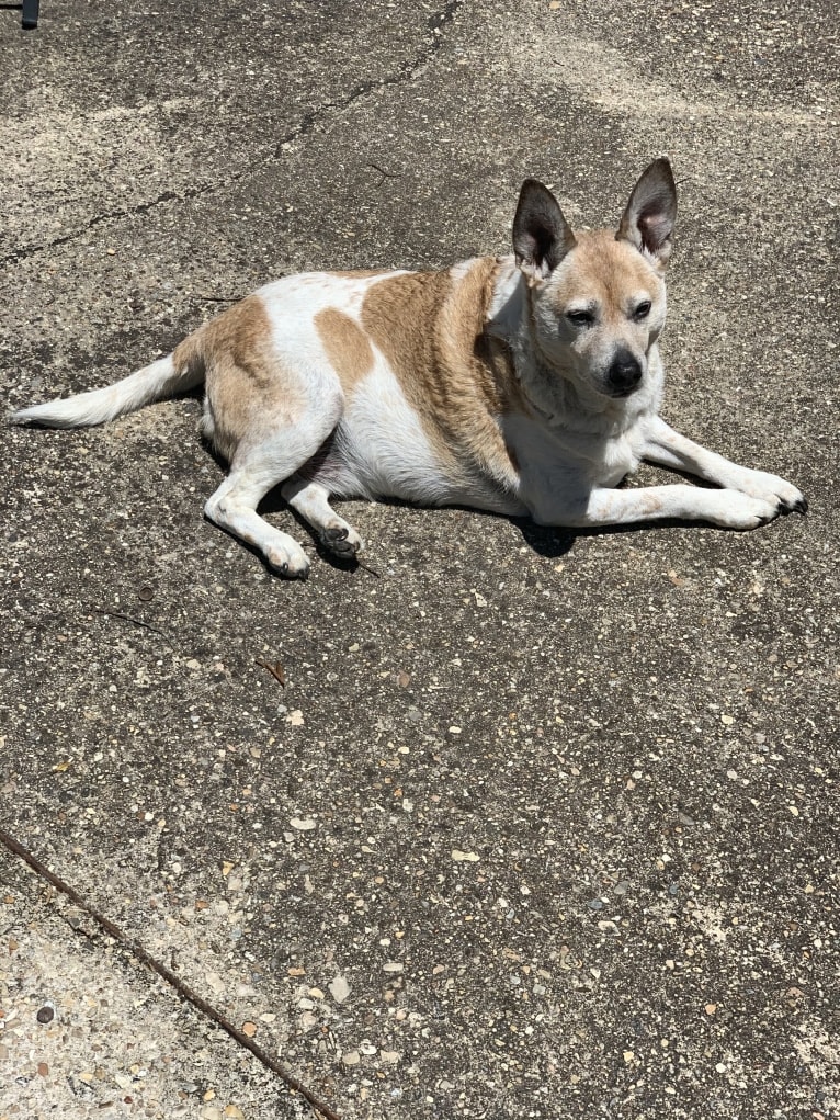 Sammy, an Australian Cattle Dog and Pug mix tested with EmbarkVet.com