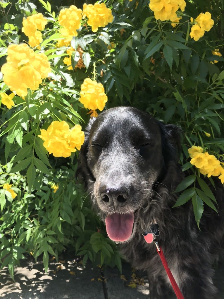 Fred, a Golden Retriever and Great Pyrenees mix tested with EmbarkVet.com