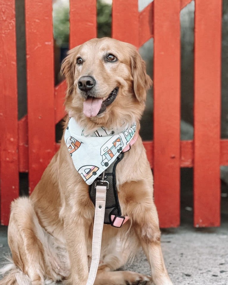 Marley, a Golden Retriever tested with EmbarkVet.com