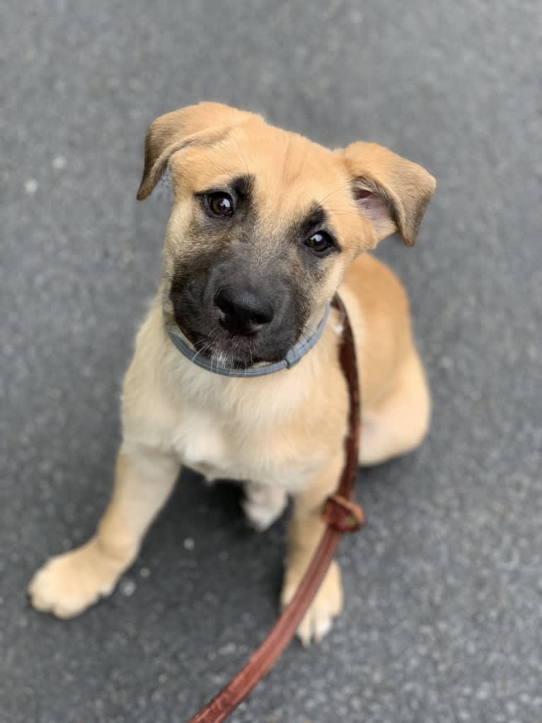 Nikki, a German Shepherd Dog and Chow Chow mix tested with EmbarkVet.com