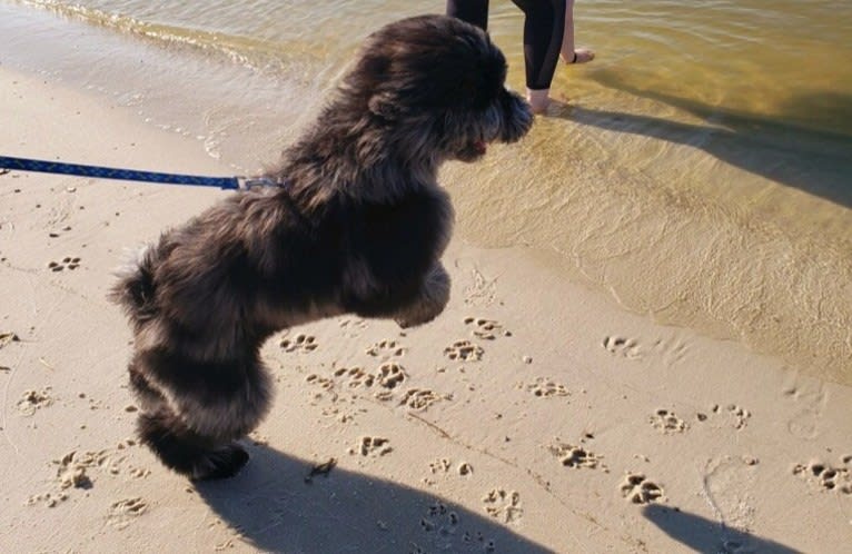 Cooper, a Poodle (Standard) tested with EmbarkVet.com