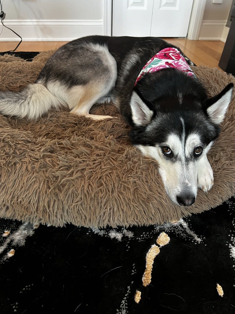 Zulia, a Siberian Husky and Chow Chow mix tested with EmbarkVet.com