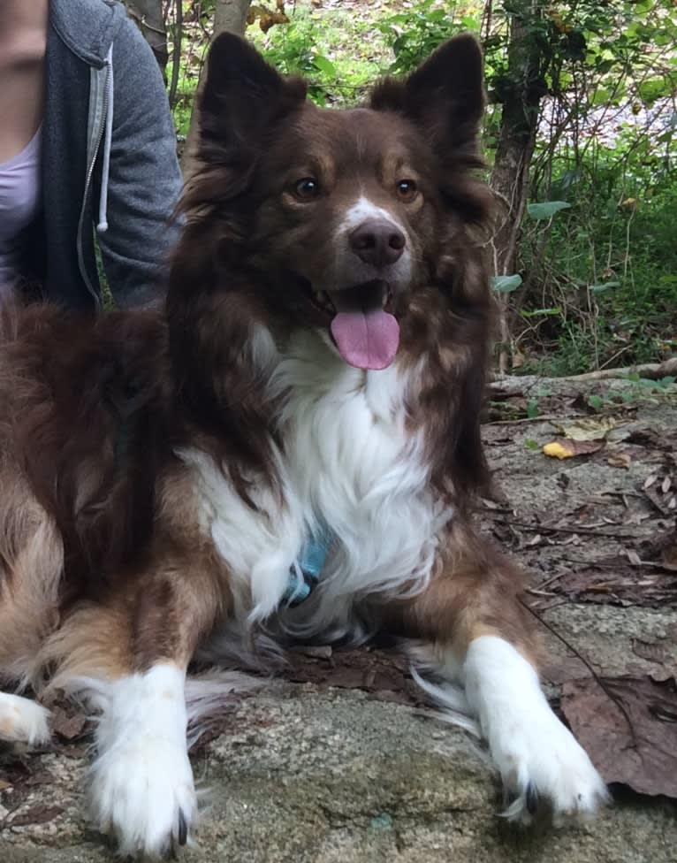 Leo, a Miniature/MAS-type Australian Shepherd and Alaskan Malamute mix tested with EmbarkVet.com