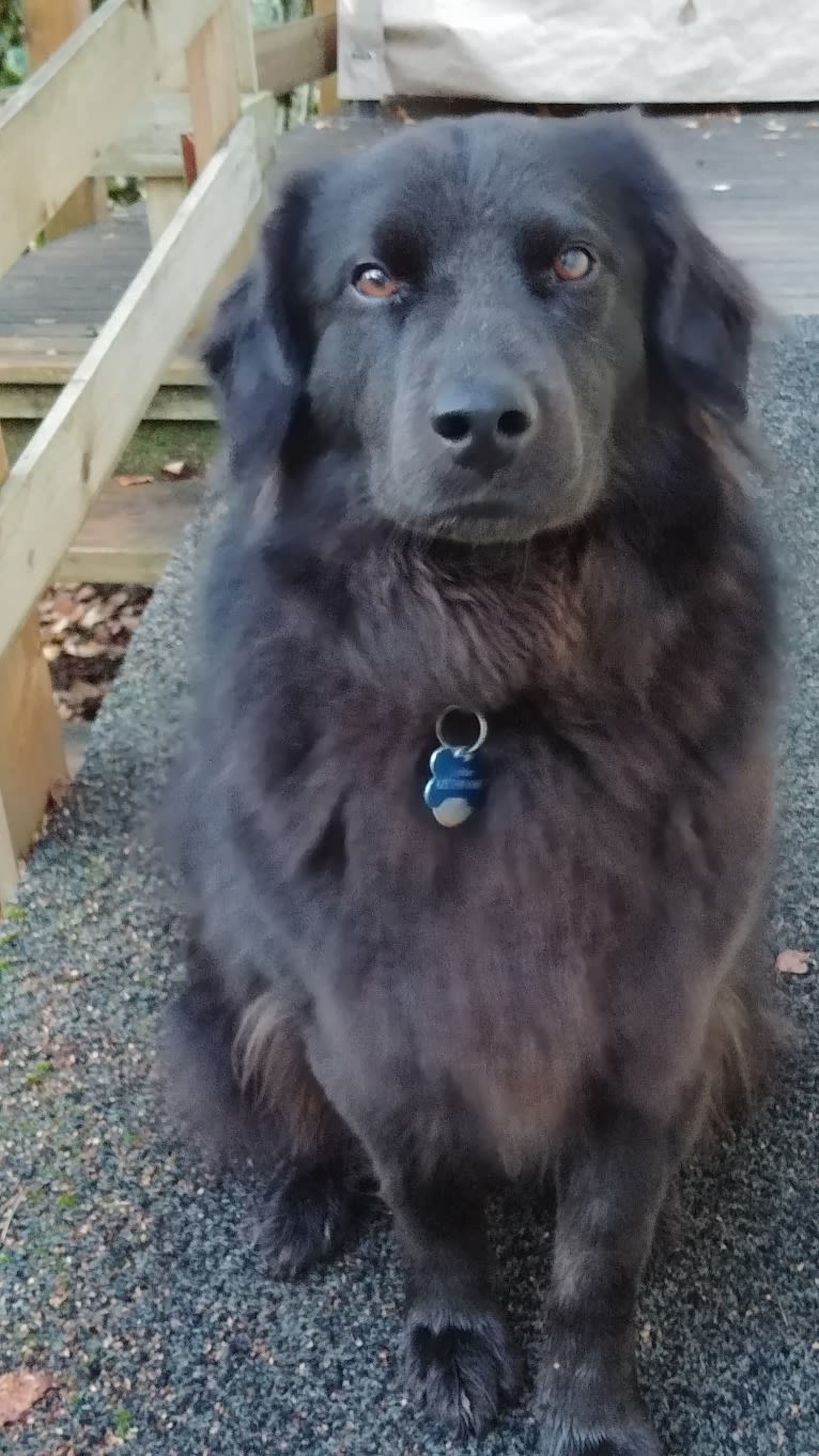 Cedar, a Chow Chow and Llewellin Setter mix tested with EmbarkVet.com