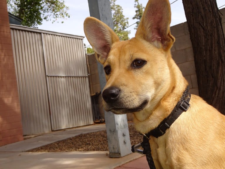 Bean, a Chow Chow and Chihuahua mix tested with EmbarkVet.com