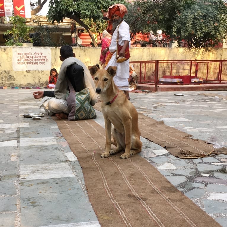 Ruby, a South Asian Village Dog tested with EmbarkVet.com