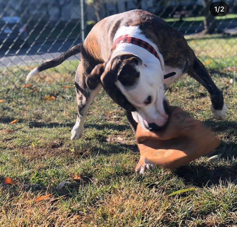 Fenster, an American Pit Bull Terrier and American Staffordshire Terrier mix tested with EmbarkVet.com