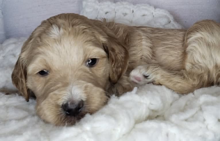 Snow (Mabel), a Goldendoodle tested with EmbarkVet.com