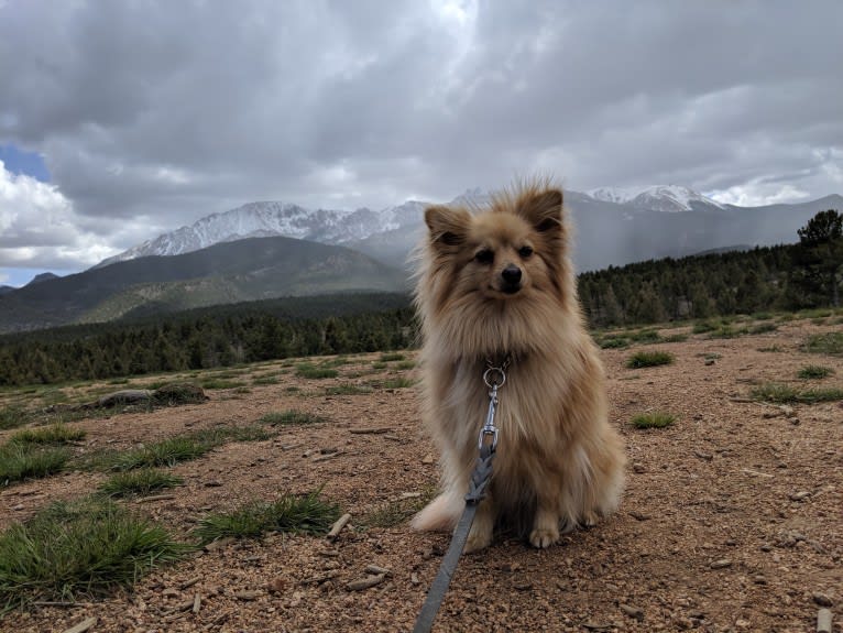 Luther, a Pomeranian tested with EmbarkVet.com