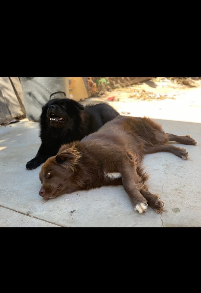 Rosey, a Newfoundland and Siberian Husky mix tested with EmbarkVet.com