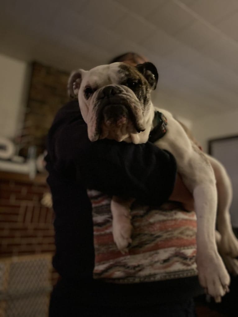 Delilah Jane, a Bulldog tested with EmbarkVet.com