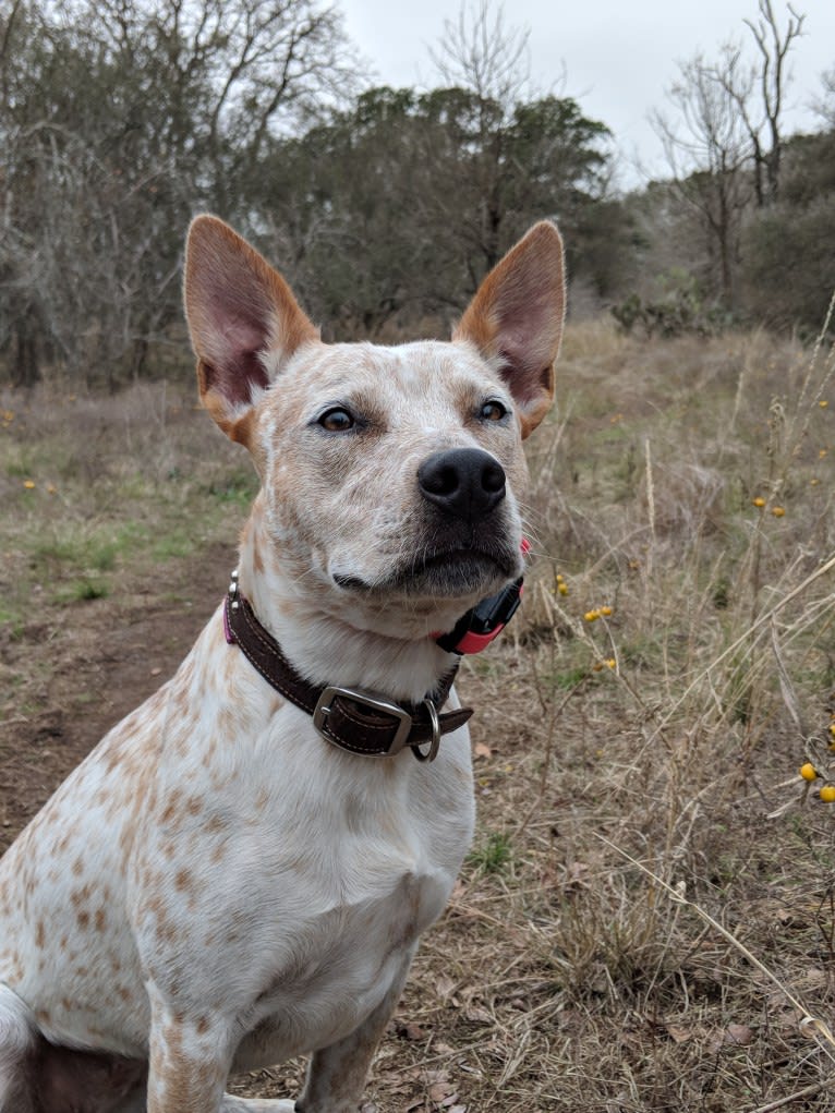 Lucy, an Australian Cattle Dog and American Pit Bull Terrier mix tested with EmbarkVet.com