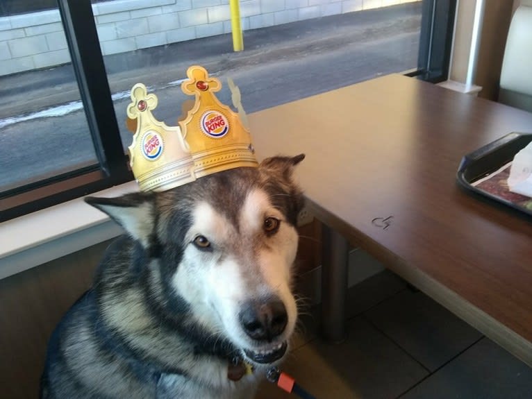 Fenrir, an Alaskan Malamute tested with EmbarkVet.com