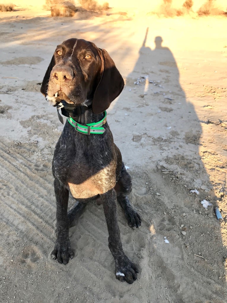 Otto, a German Shorthaired Pointer tested with EmbarkVet.com