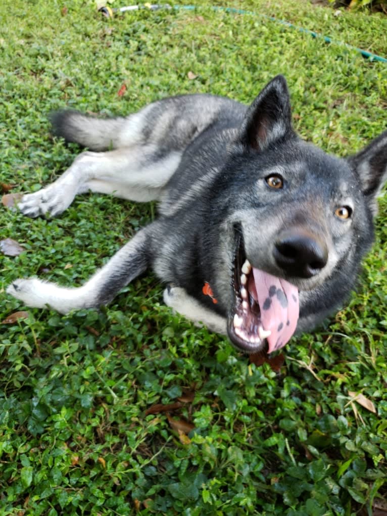 Zeke a dog tested with EmbarkVet.com