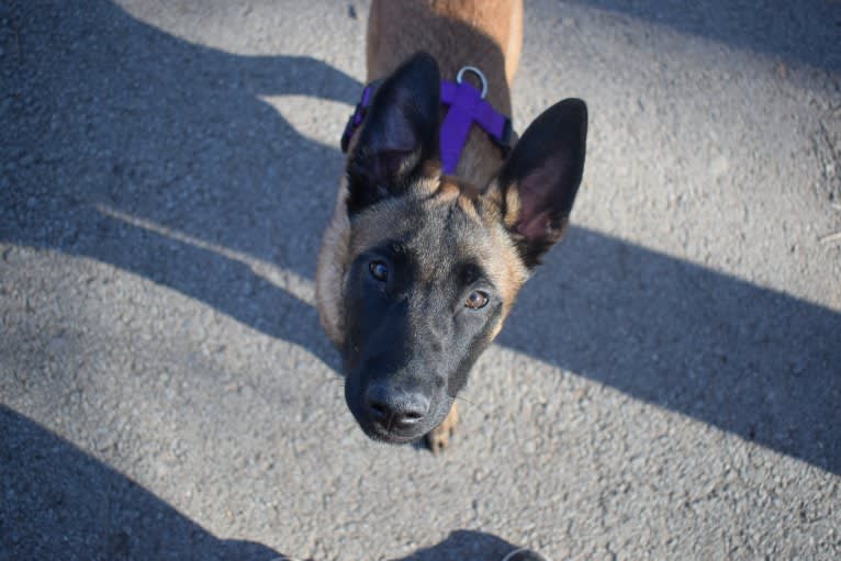 Kylar (PsychoKiller d'Hélitesport), a Belgian Shepherd tested with EmbarkVet.com