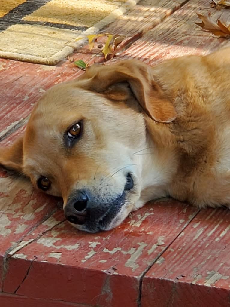 Robin, a West Asian Village Dog tested with EmbarkVet.com