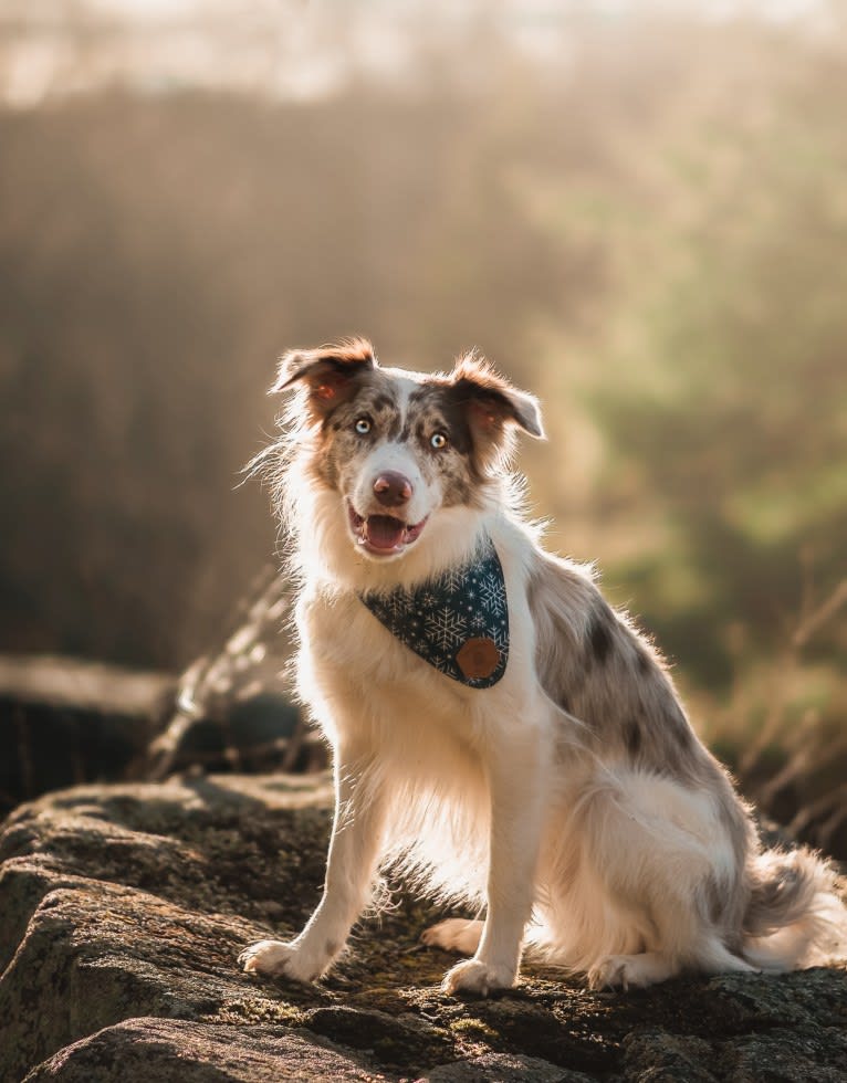 Asher, a Border Collie tested with EmbarkVet.com
