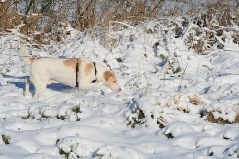 Photo of Casper, an Eastern European Village Dog  in Romania