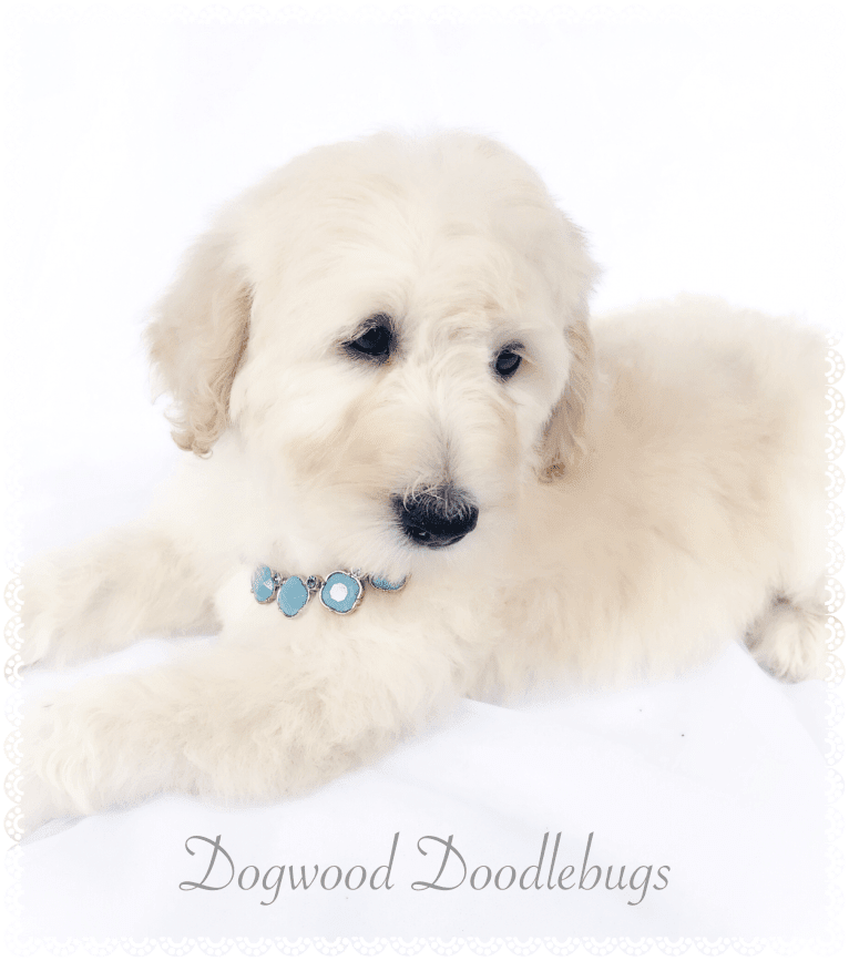Dogwood’s Daisy Kate, a Goldendoodle tested with EmbarkVet.com