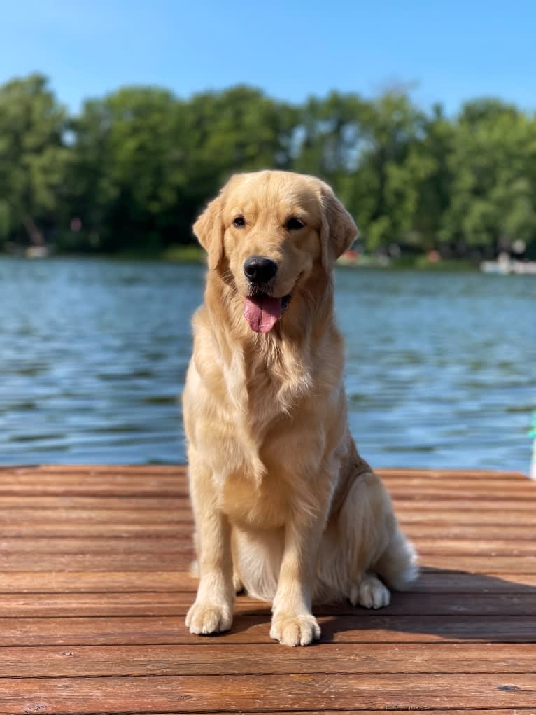 Alita, a Golden Retriever tested with EmbarkVet.com