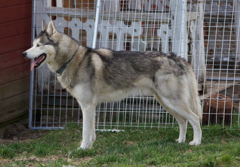 Pamuk av Vargevass, a Siberian Husky tested with EmbarkVet.com