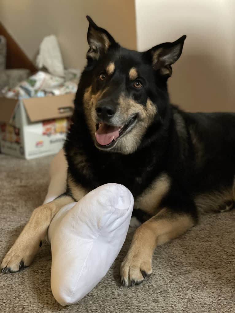 Diesel, a Siberian Husky and Australian Shepherd mix tested with EmbarkVet.com