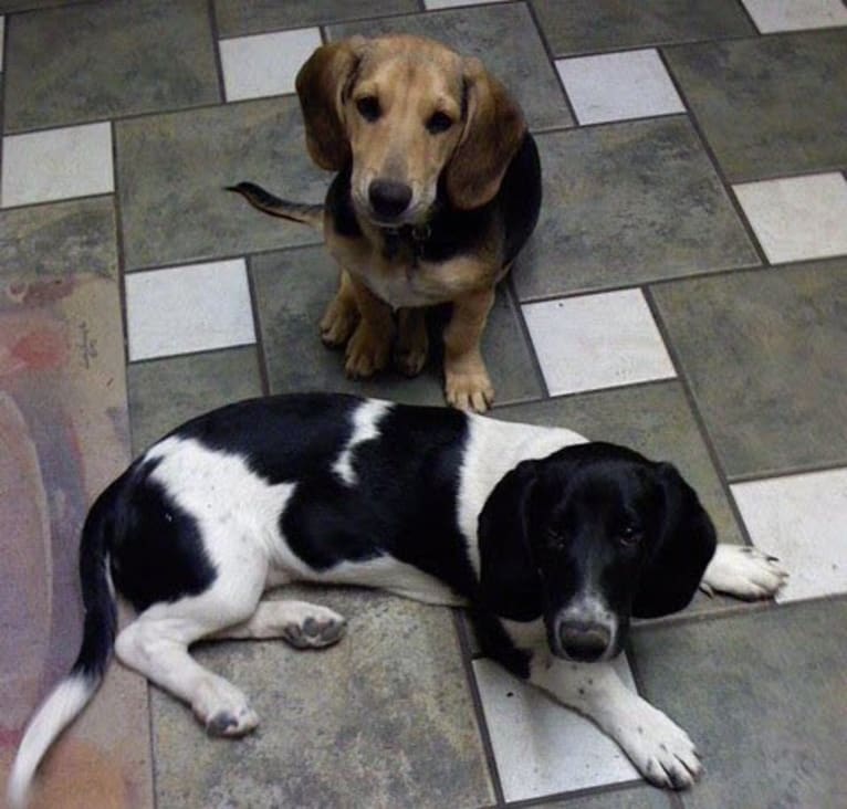 Polly, a Basset Hound and Weimaraner mix tested with EmbarkVet.com