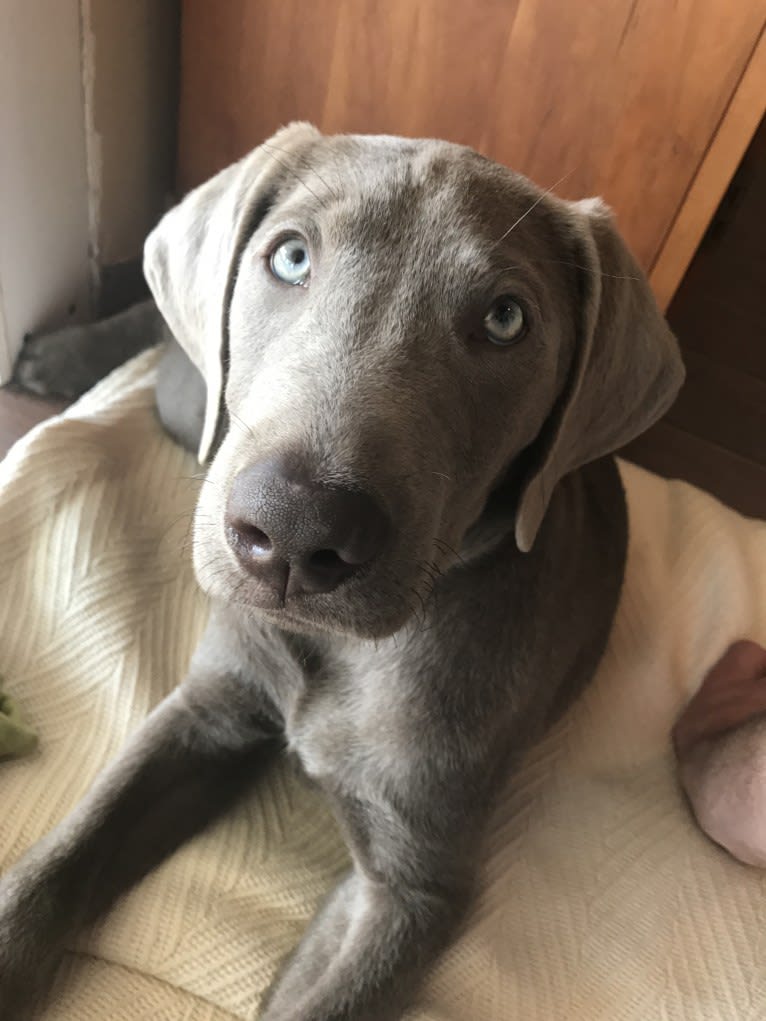Lela, a Labrador Retriever tested with EmbarkVet.com
