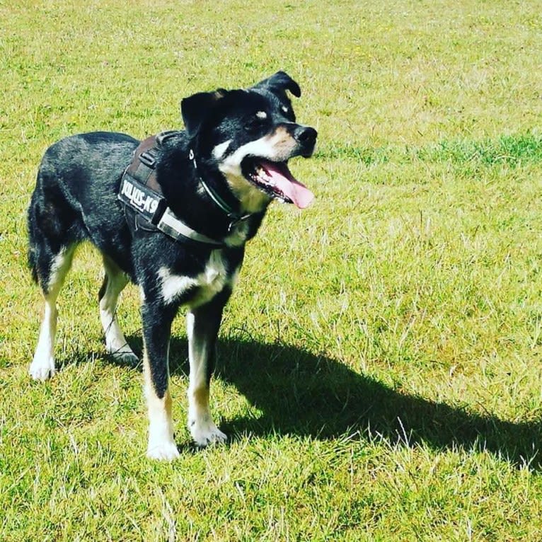 Diesel, a Border Collie and Siberian Husky mix tested with EmbarkVet.com