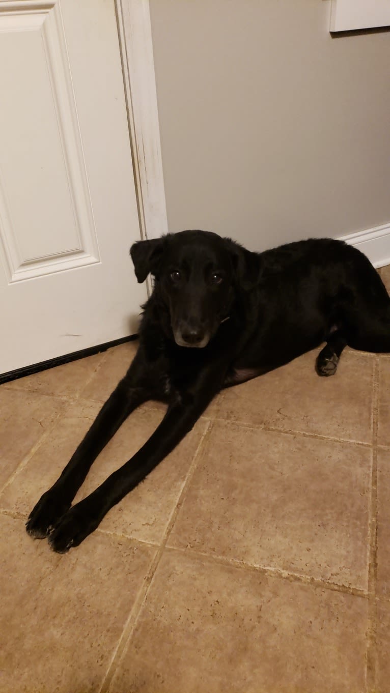 Bentley, a Labrador Retriever and Siberian Husky mix tested with EmbarkVet.com