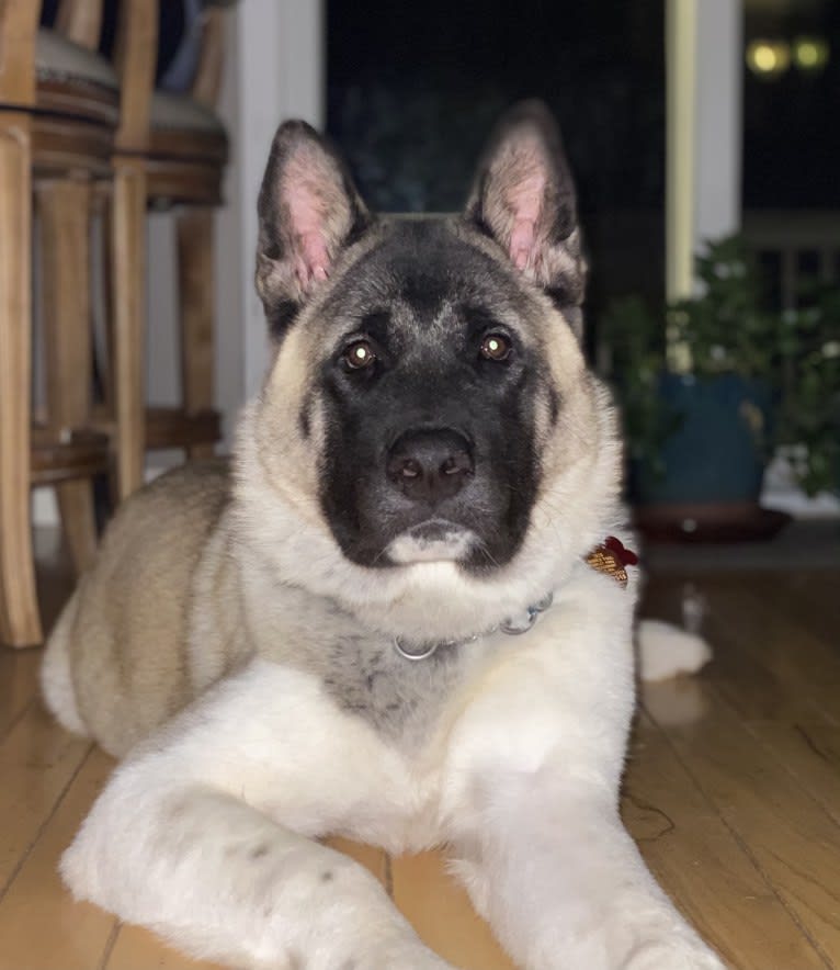 King, an Akita tested with EmbarkVet.com