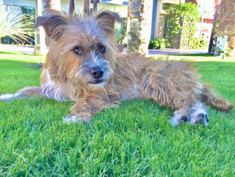 Ernie, a Bulldog and Shih Tzu mix tested with EmbarkVet.com