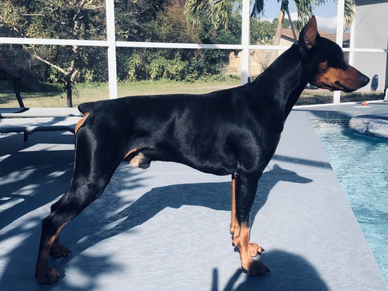 Allania Grand Zeus, a German Pinscher tested with EmbarkVet.com