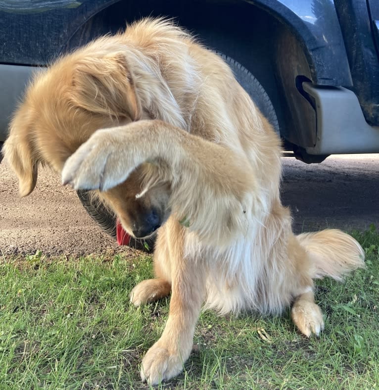Timber “Gross Manor’s I’ll Be The One You Won’t Forget”, a Golden Retriever tested with EmbarkVet.com