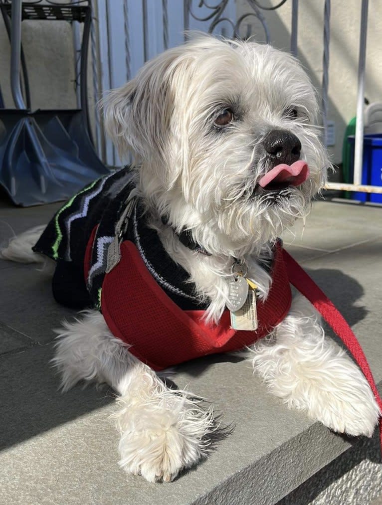 Nemo, a Lhasa Apso tested with EmbarkVet.com