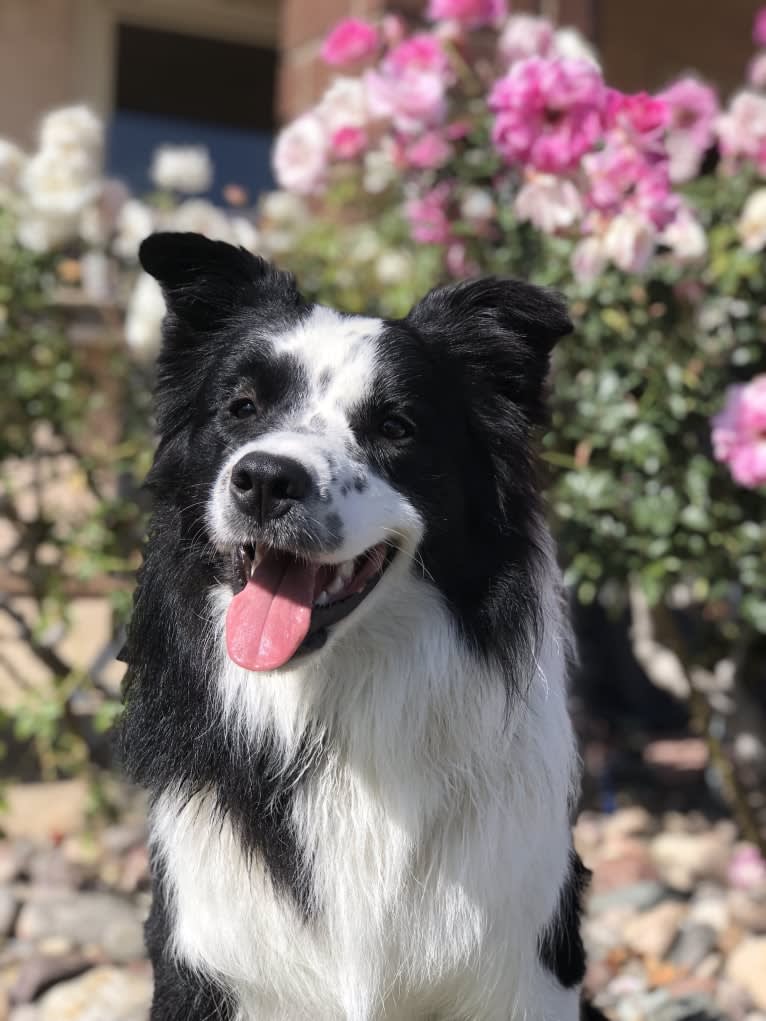 Donut, a Border Collie tested with EmbarkVet.com