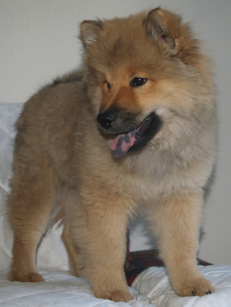 Mini, an Eurasier tested with EmbarkVet.com