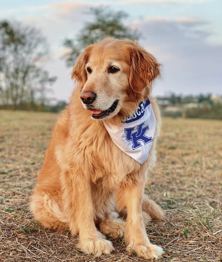 Jake, a Golden Retriever and Cocker Spaniel mix tested with EmbarkVet.com